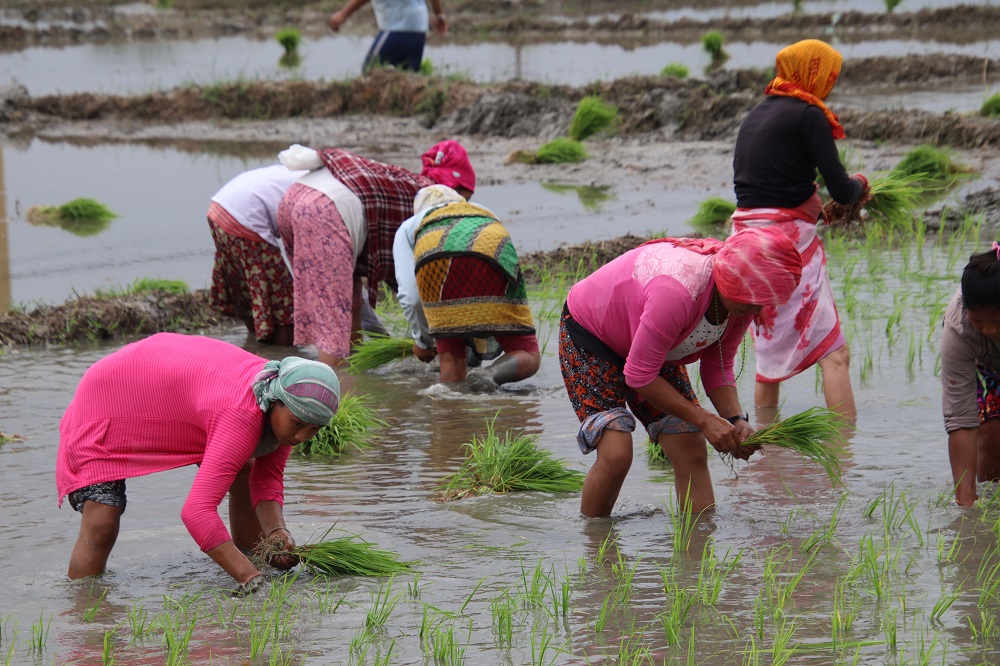 झापामा ५३ प्रतिशत रोपाइँ  सकियो : कृषि ज्ञानकेन्द्र