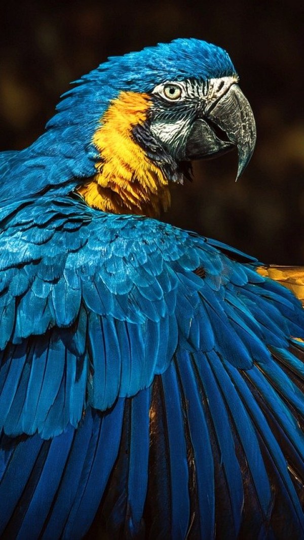 रंगीन तोता: प्रकृतिको सुन्दर चरा