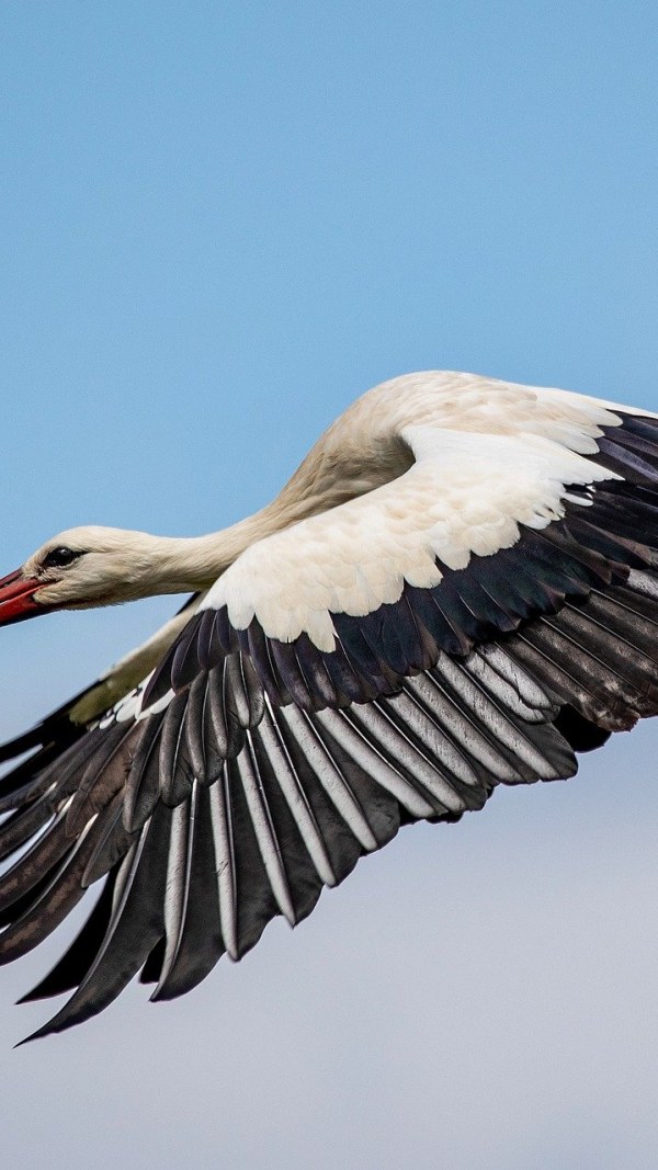 जंगल र आकाशमा बस्ने यी चराहरू प्रकृतिको सन्तुलनका लागि महत्त्वपूर्ण हुन्छन्।