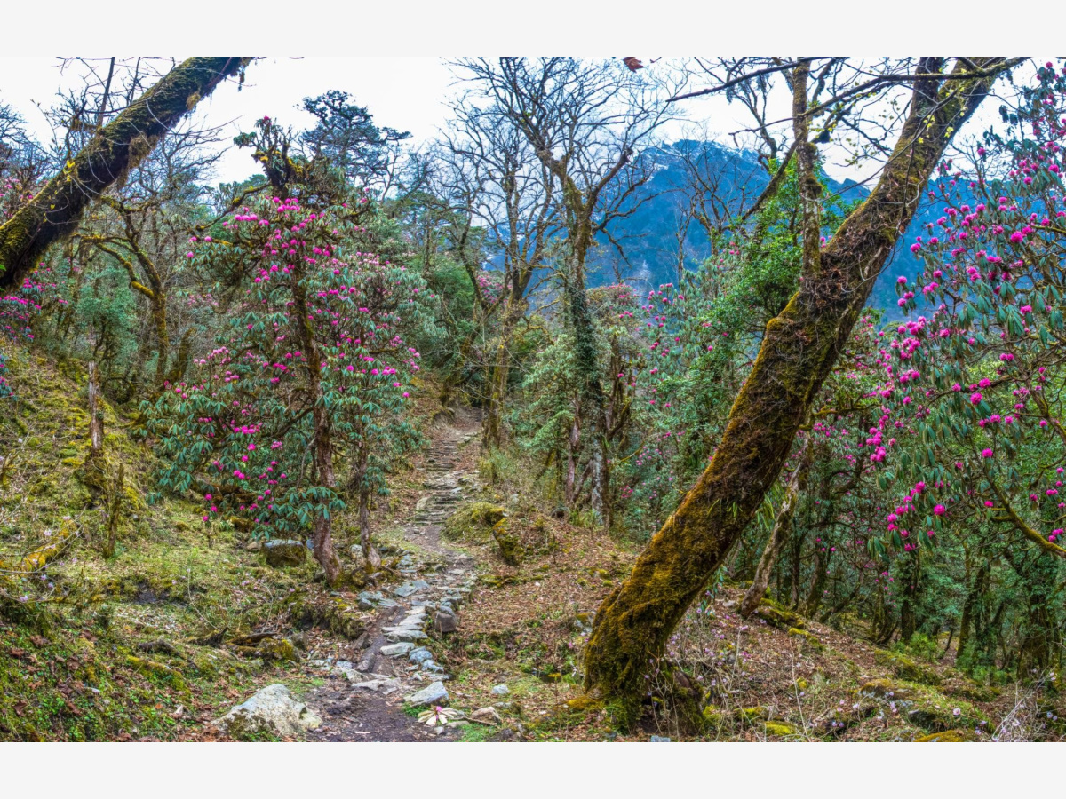 📸 हिमाली क्षेत्रमा फुलेका लालीगुराँसले लोभ्याए पर्यटक, पर्यटन व्यवसायमा उत्साह