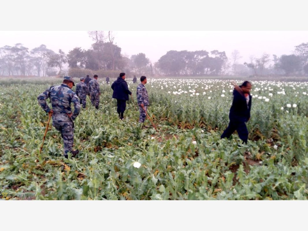 लसुनबारीमा अफिम खेती, मोरगं प्रहरीद्वारा तीन हजार ३४ बोट अफिम नष्ट