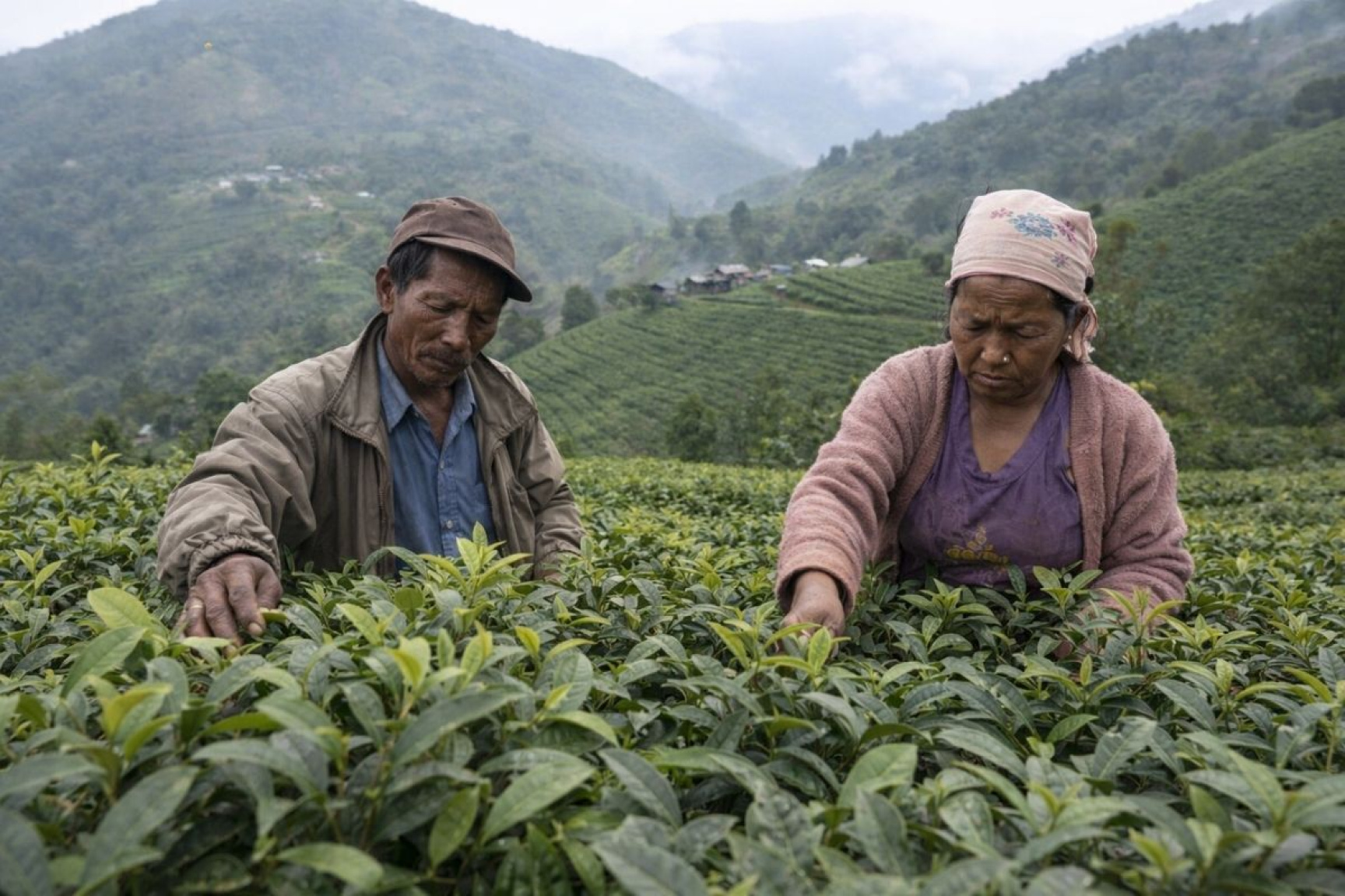 इलाममा चियाको उत्पादन घट्यो, किसान चिन्तित